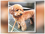 パフィ きょうのわんこ 写真2