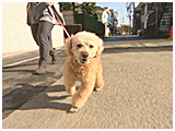 パフィ きょうのわんこ 写真3
