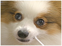 フラン きょうのわんこ 写真1