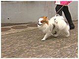 フラン きょうのわんこ 写真2