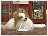 フラン きょうのわんこ 写真5