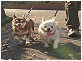 カネツグ・マロン きょうのわんこ 写真2