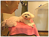 べティー きょうのわんこ 写真4