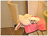 べティー きょうのわんこ 写真5