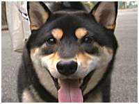 りく きょうのわんこ 写真1