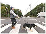 りく きょうのわんこ 写真3