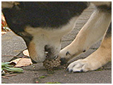 りく きょうのわんこ 写真4