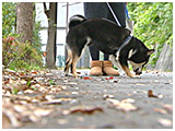 りく きょうのわんこ 写真5