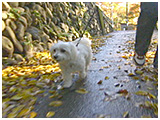 リアン きょうのわんこ 写真3