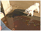 リアン きょうのわんこ 写真5