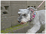 ジュリ きょうのわんこ 写真2
