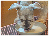 ジュリ きょうのわんこ 写真4