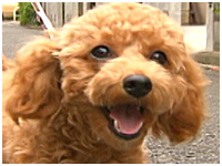ニコ きょうのわんこ 写真1