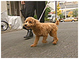ニコ きょうのわんこ 写真2