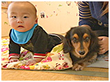 チコ きょうのわんこ 写真2