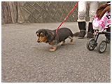 チコ きょうのわんこ 写真4