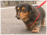 チコ きょうのわんこ 写真5