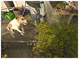 ロン きょうのわんこ 写真3