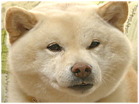 小次郎 きょうのわんこ 写真1