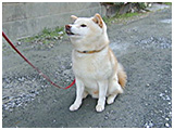 小次郎 きょうのわんこ 写真4