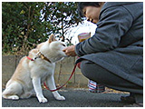 小次郎 きょうのわんこ 写真5