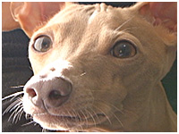 リッツ きょうのわんこ 写真1