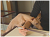 リッツ きょうのわんこ 写真4