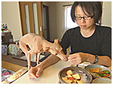 リッツ きょうのわんこ 写真5