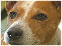 コテツ きょうのわんこ 写真1