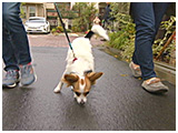 ラニ きょうのわんこ 写真2