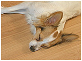 ラニ きょうのわんこ 写真5