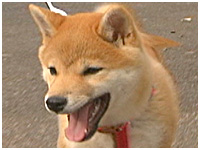 ゆめ きょうのわんこ 写真1