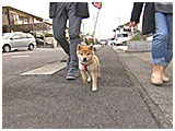ゆめ きょうのわんこ 写真2