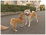 ゆめ きょうのわんこ 写真3
