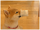ゆめ きょうのわんこ 写真5