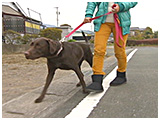 良々 きょうのわんこ 写真2