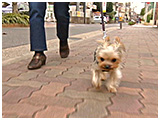 コロ きょうのわんこ 写真2