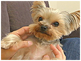 コロ きょうのわんこ 写真4
