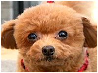 はな きょうのわんこ 写真1