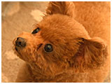 はな きょうのわんこ 写真3