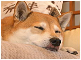 蘭 きょうのわんこ 写真2