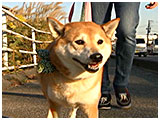 蘭 きょうのわんこ 写真3