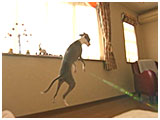 サラ きょうのわんこ 写真5