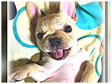 リリー きょうのわんこ 写真2
