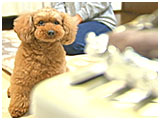 チョコ きょうのわんこ 写真4
