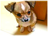 はな きょうのわんこ 写真2