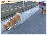 はな きょうのわんこ 写真4