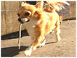 はな きょうのわんこ 写真5