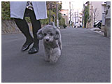 モカ きょうのわんこ 写真2