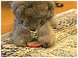 モカ きょうのわんこ 写真4